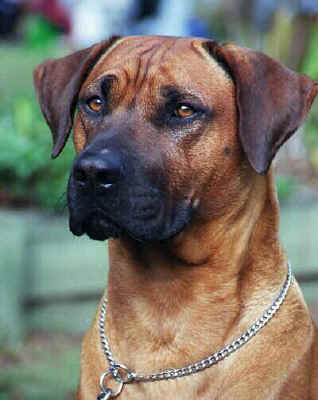 BRAC RHODESIAN